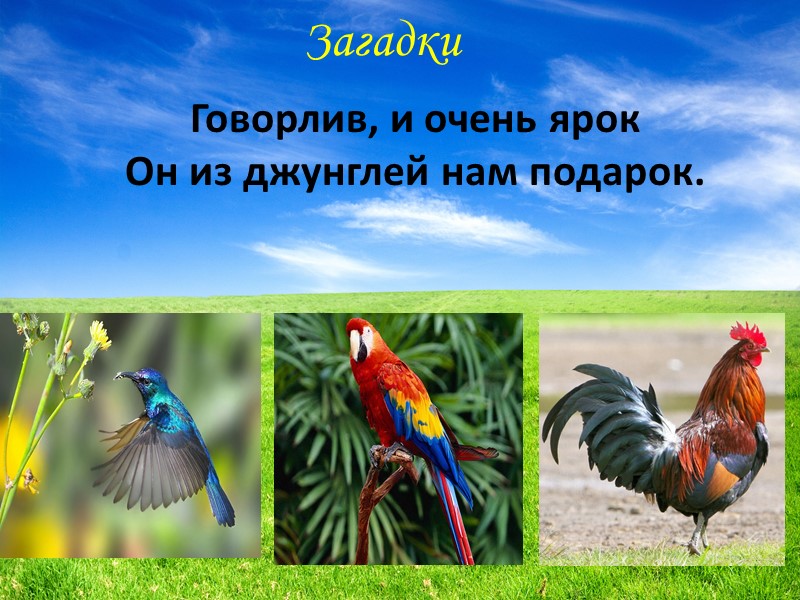 Курица  не летает, квохчет, несёт   яйца, высиживает цыплят.