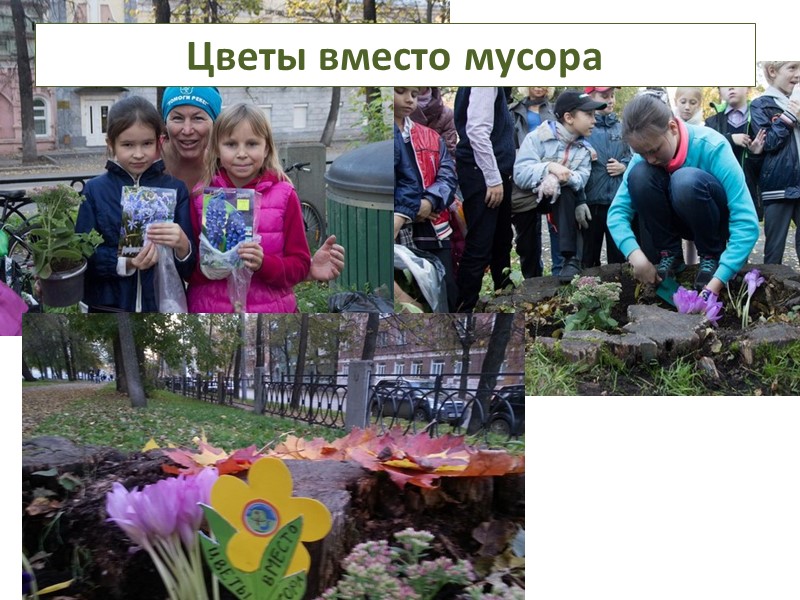 Травник Черняевского леса