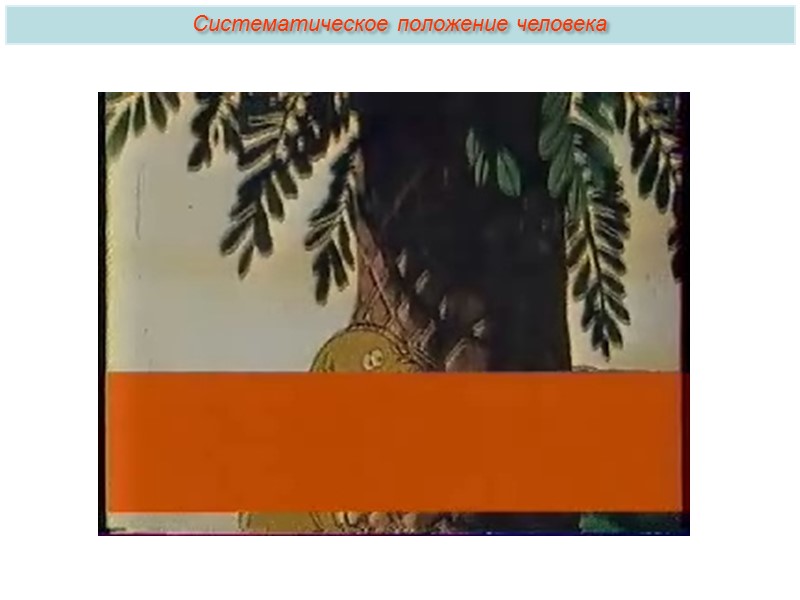 У человека и понгид большое сходство в количестве и строении хромосом: у человека —