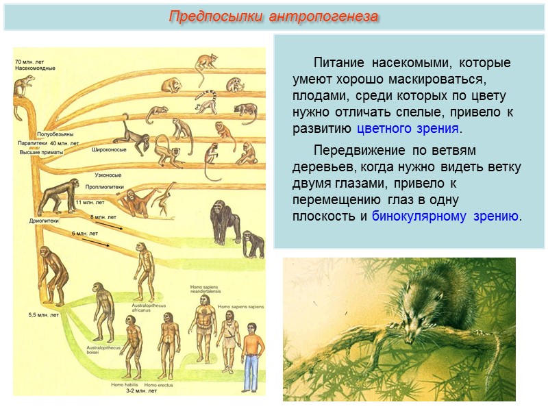 Антропогенез человека схема