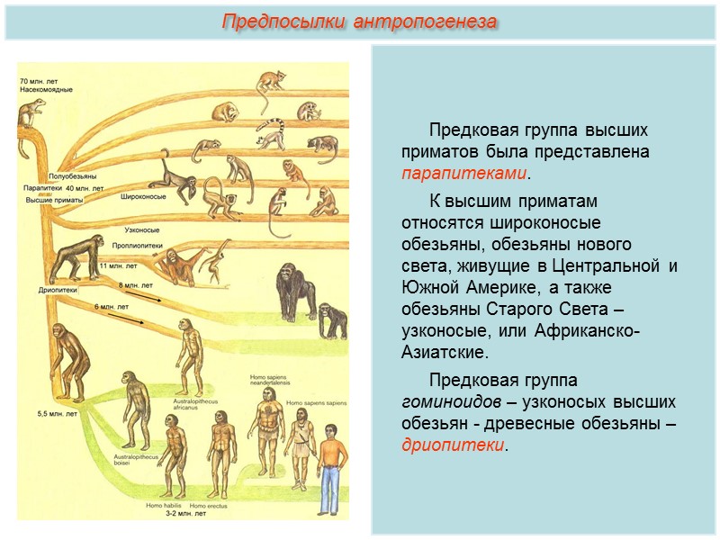 Антропогенез таблица. Стадии антропогенеза схема. Предпосылки антропогенеза приматов. Антропогенез этапы эволюции человека. Происхождение человека этапы антропогенеза.