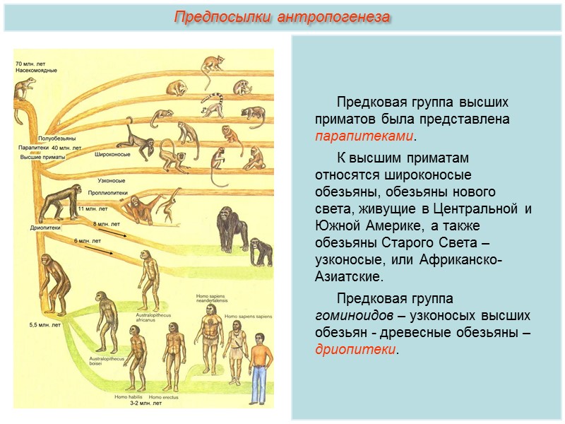 Схема стадии антропогенеза