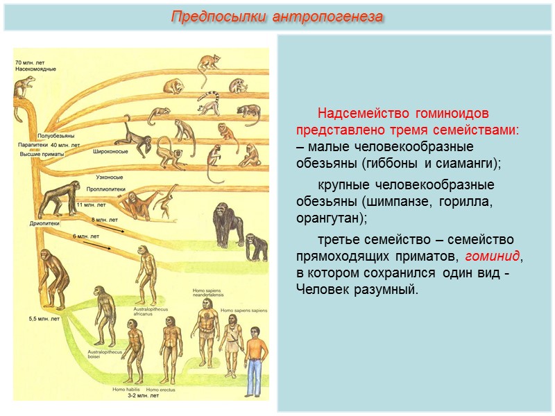 Схема эволюции гоминид