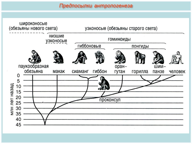 Антропогенез человека