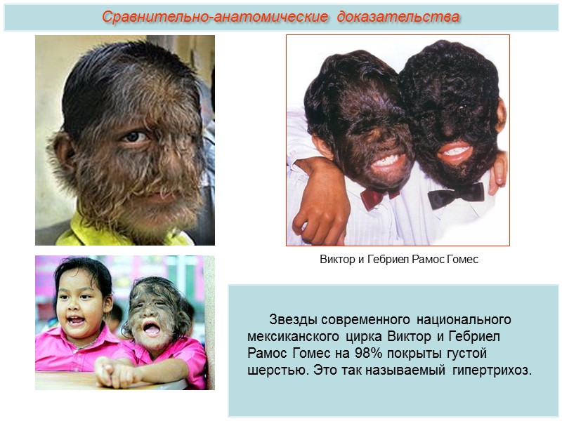 К.Линней поместил человека в класс Млекопитающие, отряд Приматы. Впервые гипотеза происхождения человека от обезьян