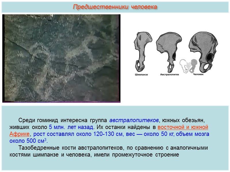 В конце мезозойской эры, около 70 млн. лет назад некоторые насекомоядные млекопитающие перешли к