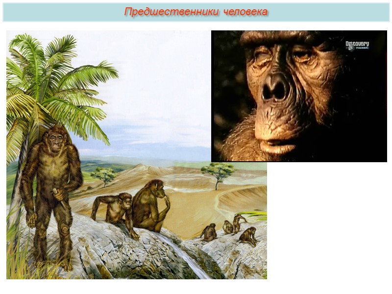 Питание насекомыми, которые умеют хорошо маскироваться, плодами, среди которых по цвету нужно отличать спелые,