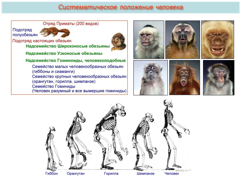 Относится ли человек к отряду приматов. Семейство гоминиды схема. Происхождение человека. Систематическое происхождение человека. Отряд приматы человек.