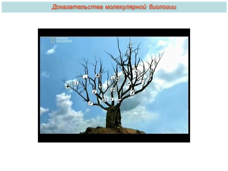Признаки млекопитающих у человека:  Высокий уровень развития ЦНС. Высокий уровень обмена веществ и