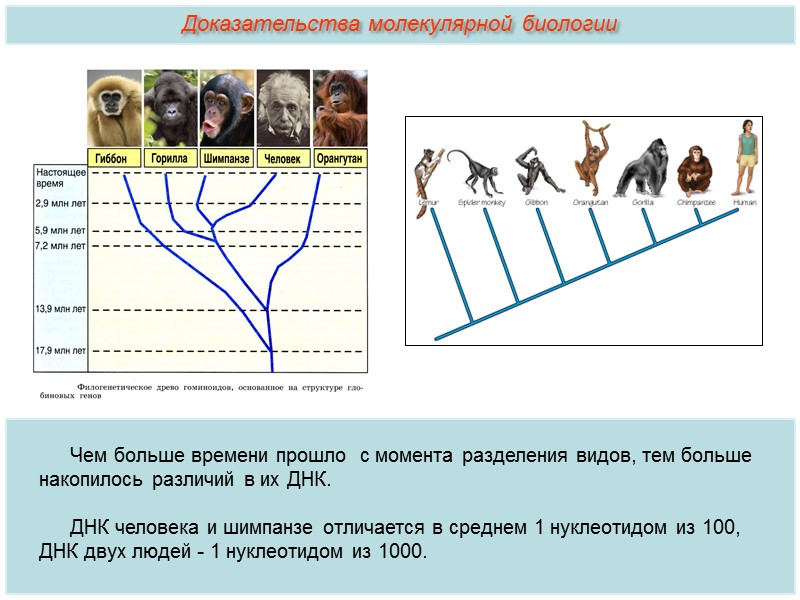 Систематическое положение человека