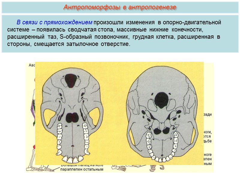 Кто впервые поместил человека в класс Млекопитающие, отряд Приматы? К.Линней. Кто впервые высказал гипотезу