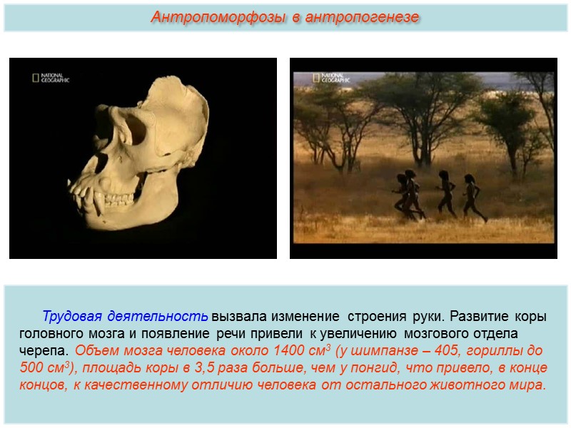 Выполняется закон К.Бэра «На ранних стадиях развития зародыши разных классов  позвоночных животных сходны,