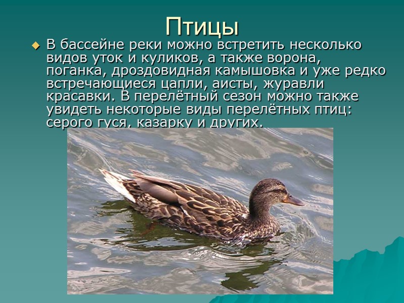 Дон режим. Водный режим реки Дон. Река Дон презентация. Птицы в бассейне Дона. Презентация на тему река Дон.