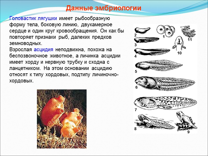 1. Сходный химический состав клеток всех живых организмов Содержание некоторых химических элементов в клетке