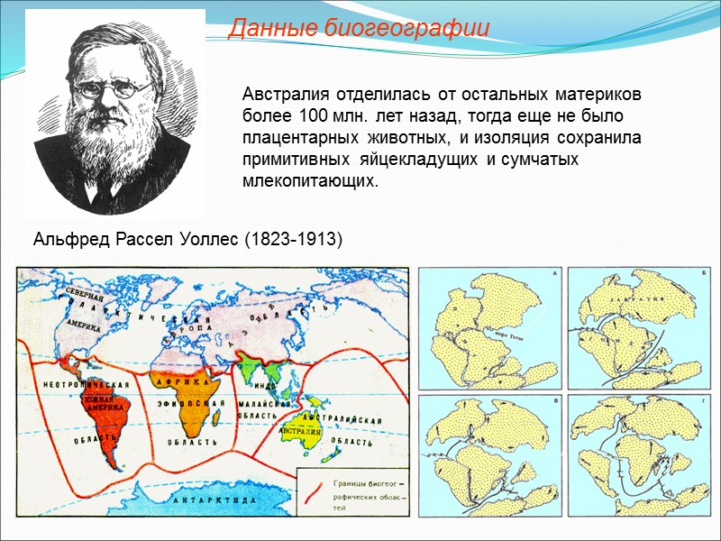Палеонтологи по ископаемым остаткам сумели восстановить эволюцию многих групп животных — составлены филогенетические ряды