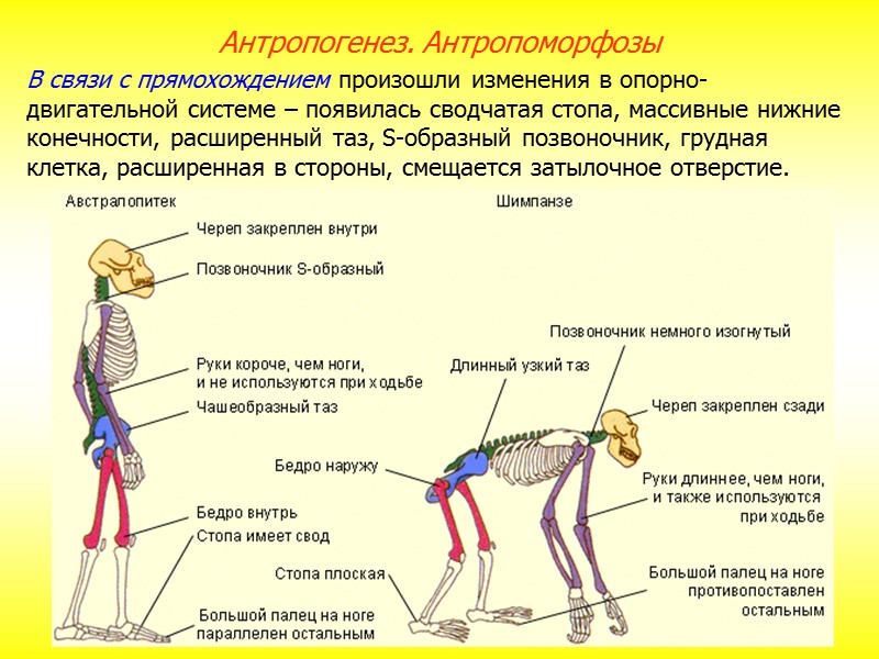 Тест 1. Объяснял происхождение человека с позиций креационизма: К.Линней. Ж.Б.Ламарк. Ч.Дарвин. Ф.Энгельс. Тест 2.