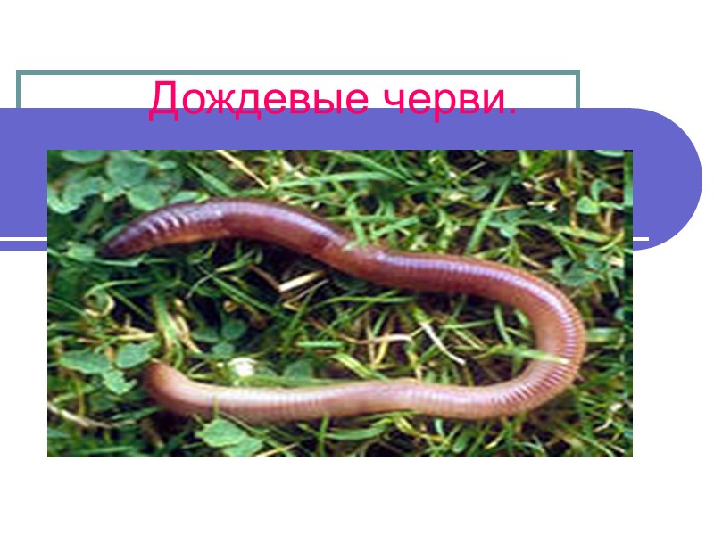 Дождевой червь тип животного. Презентация для дошкольников дождевые черви.