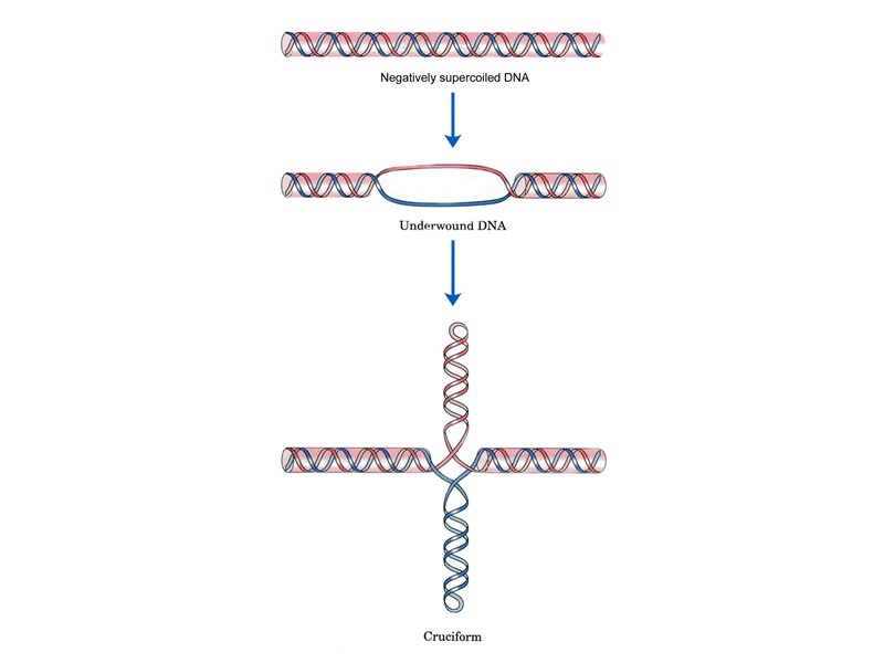 Одноцепочечная спираль d(A-G)10  (alpha-DNA)