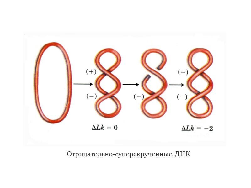 Hemicatenated DNA loops poly(CA)-poly(TG)