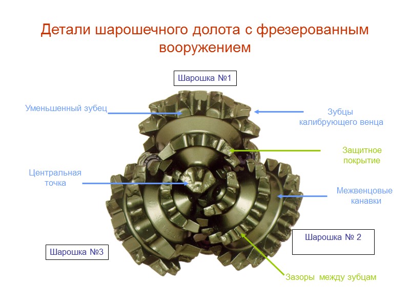 Основные элементы лапы