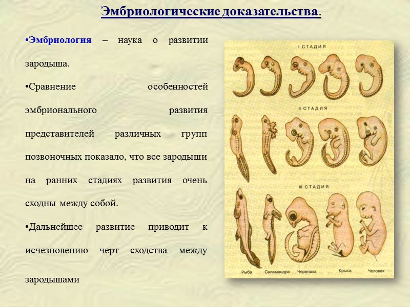 Развитие позвоночных. Сходства и различия зародышей позвоночных. Таблица зародышей позвоночных. Различия зародышей позвоночных. Зародыши позвоночных на разных стадиях развития.