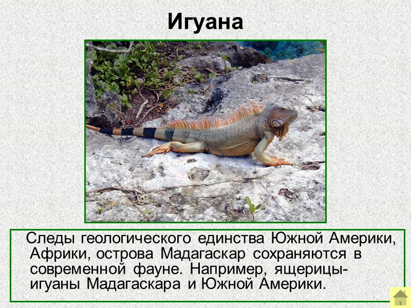 Археоптерикс  (первоптица)     Археоптерикс – переходная форма от рептилий к