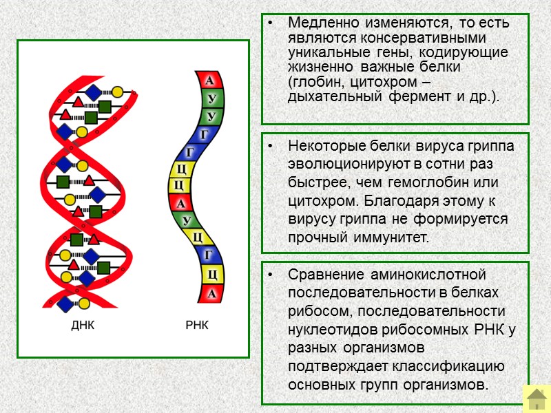 Принцип рекапитуляции    В процессе онтогенеза повторяются (рекапитулируют) многие черты строения предковых