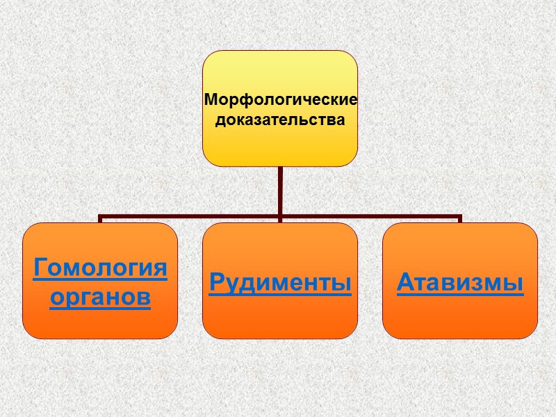 Сравнение флоры и фауны     Австралия на протяжении более 120 млн.