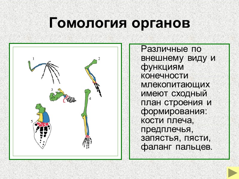 Игуана      Следы геологического единства Южной Америки, Африки, острова Мадагаскар