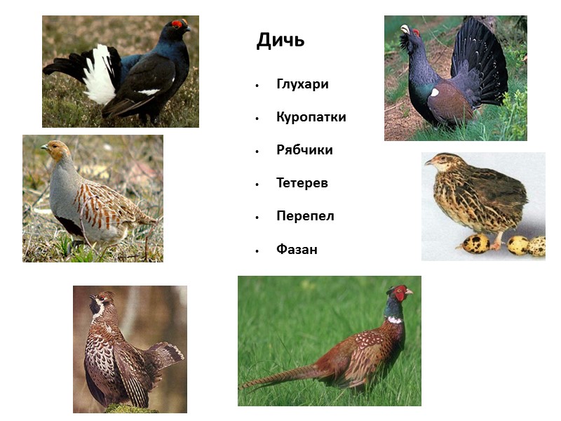 Варят и тушат домашнюю птицу и дичь в небольших котлах, кастрюлях и сотейниках, а