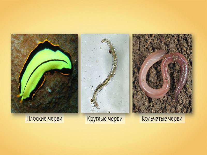 Три признака круглых червей