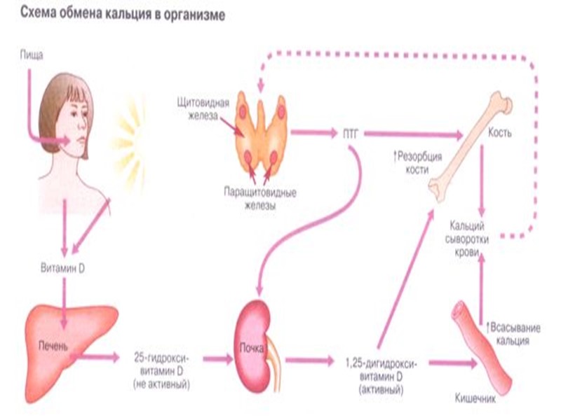 Регулирование обмена кальция