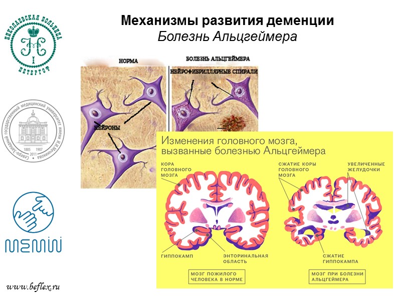 Нейромедиаторы  www.beflex.ru