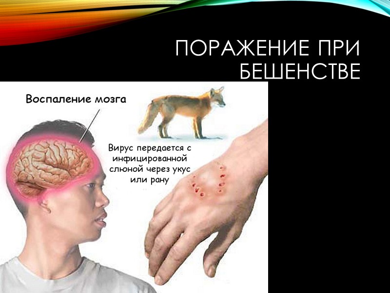 Профилактика – вакцинация домашних животных и профилактические прививки для людей