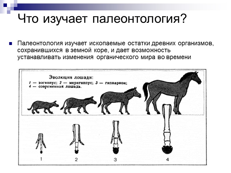 Переходные формы Общеизвестное доказательство эволюции — наличие так называемых промежуточных форм (переходных форм), то