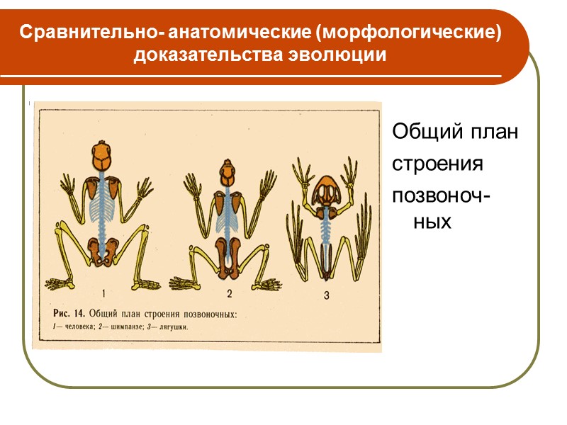 Сходство макроэволюции и микроэволюции:  В основе лежат процессы: 1. наследственная изменчивость; 2. борьба