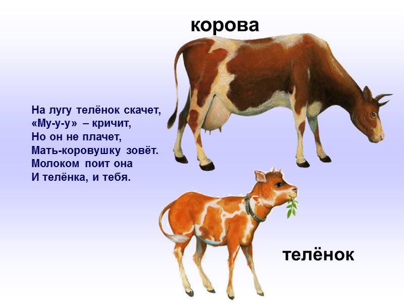 На лугу телёнок скачет, «Му-у-у» – кричит, Но он не плачет, Мать-коровушку зовёт. Молоком