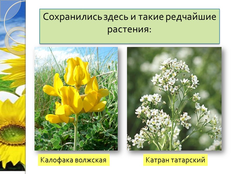 Сохранились здесь и такие редчайшие растения:  Калофака волжская Катран татарский