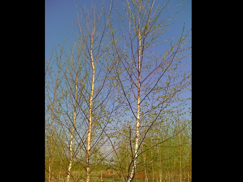 Прыжки в мешках