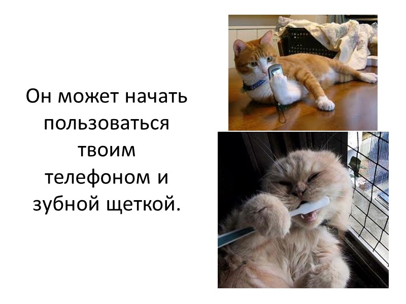 Иногда они бывают нервозны,  страдают боязнью открытого пространства,