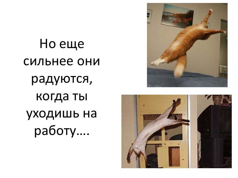 …или настоящий хитрюга…   …а кошка может оказаться истеричкой…