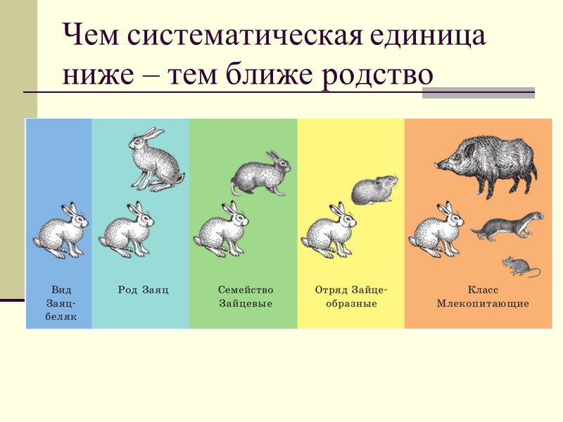 Систематические таксоны животных