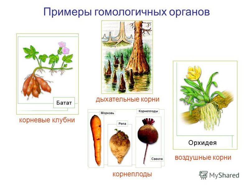 Систематические единицы Растения Животные Царство Отдел Класс Порядок Семейство Род Вид Царство Тип Класс