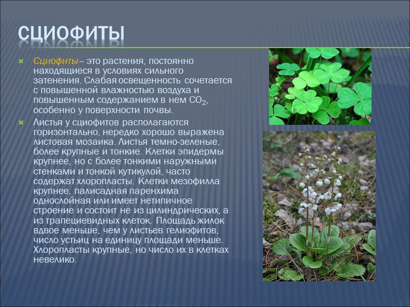 гигрофиты Гигрофиты – наземные растения, живущие в условиях повышенной влажности воздуха и часто на