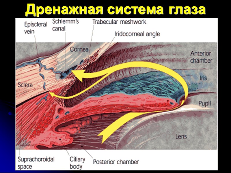 Дренажная система глаза