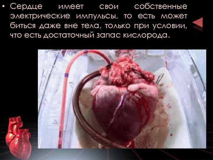  • Сердце имеет свои собственные электрические импульсы, то есть может биться даже вне