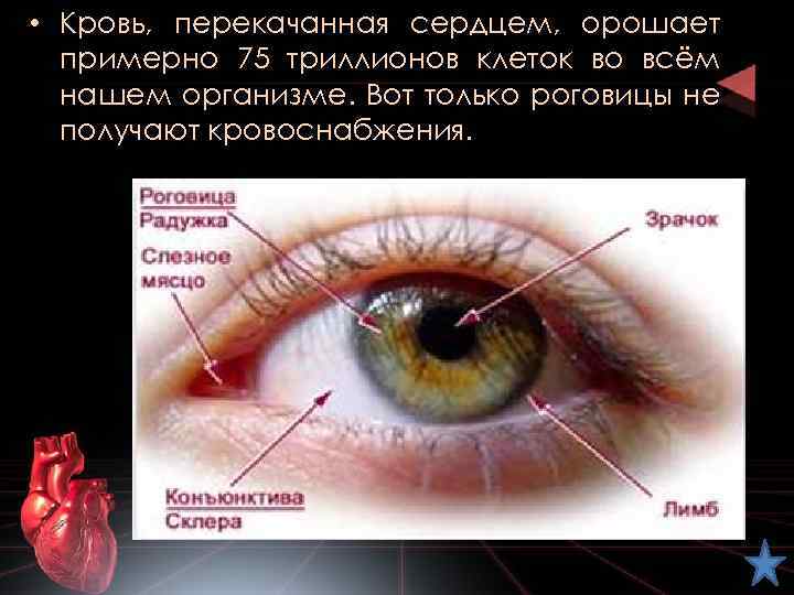  • Кровь, перекачанная сердцем, орошает примерно 75 триллионов клеток во всём нашем организме.