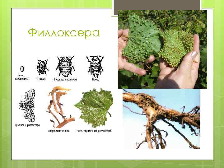 Филлоксера 