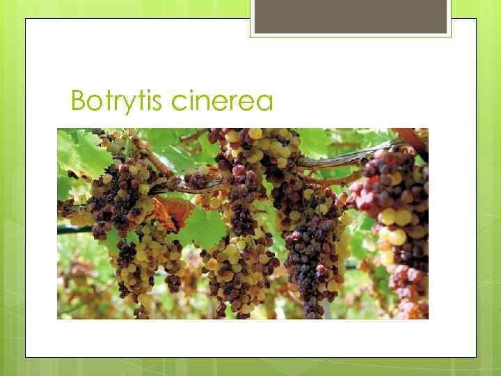  Botrytis cinerea 