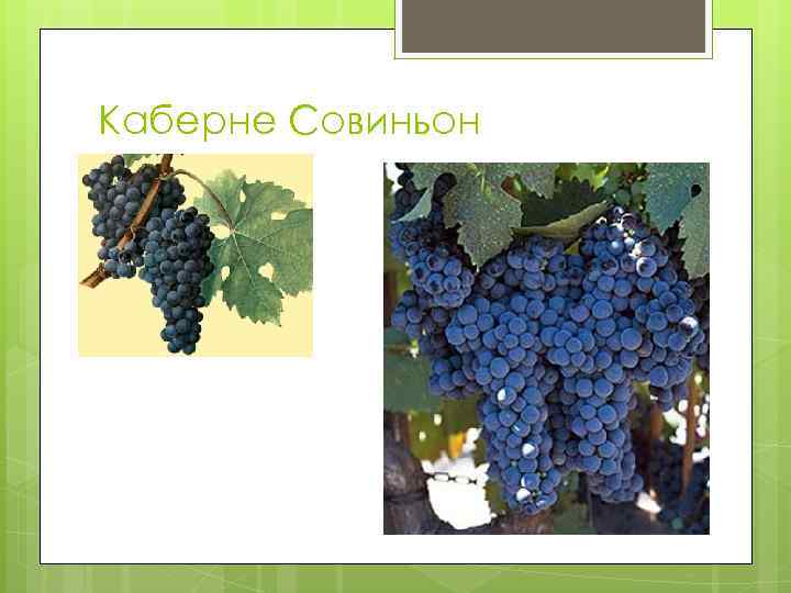 Каберне Совиньон 